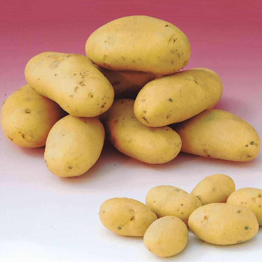 Aardappelen: rassen voor 6 maanden oogst (x80) - Solanum tuberosum 'charlotte', 'rose defrance', 'c - Bakker
