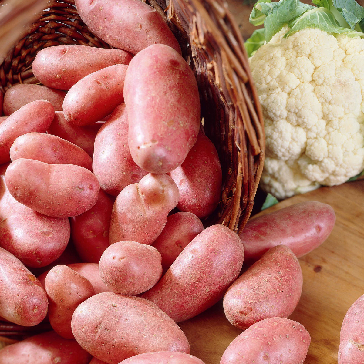 Aardappel 'Jeanette' (x25) - Bakker