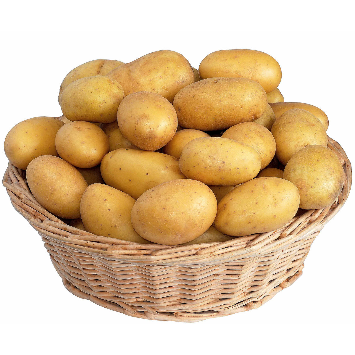 Aardappel 'Blanche' - BIO (x25) - Bakker
