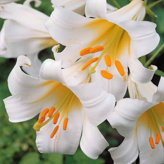 Lelie 'Album' (x3) - Lilium regale album - Zomerbloeiers