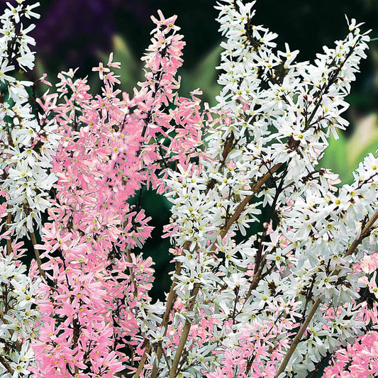 Forsythia - wit + roze - Bakker