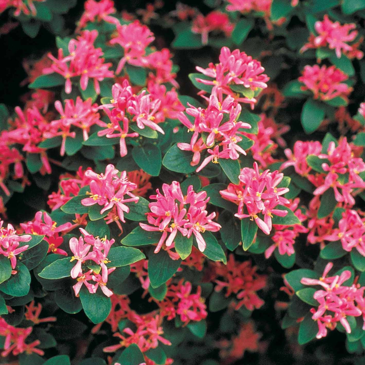 Struikkamperfoelie - roze - Lonicera tatarica rosea - Bakker