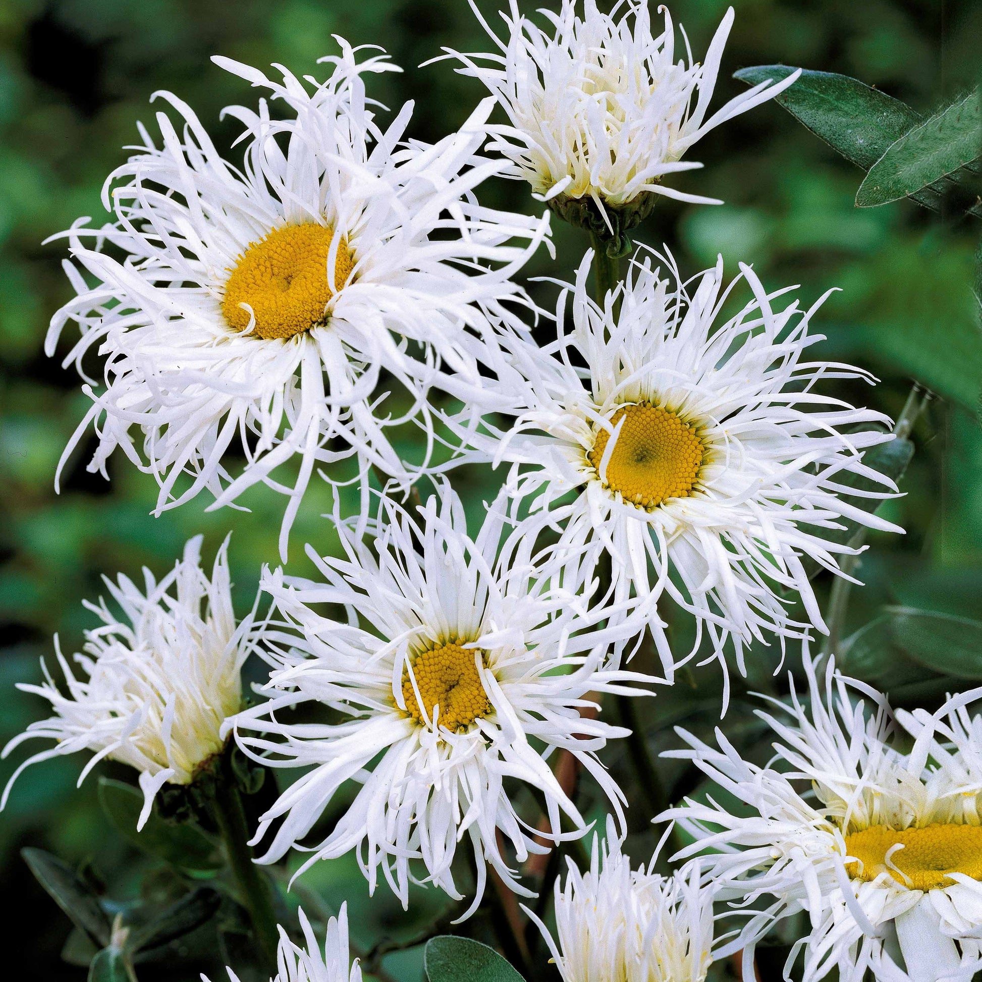 Margriet 'Old Court' (x3) - Leucanthemum x superbum old court - Heesters en vaste planten