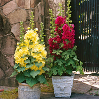 Stokroos - rood - Alcea rosea annua spring celebraties crimson red - Heesters en vaste planten