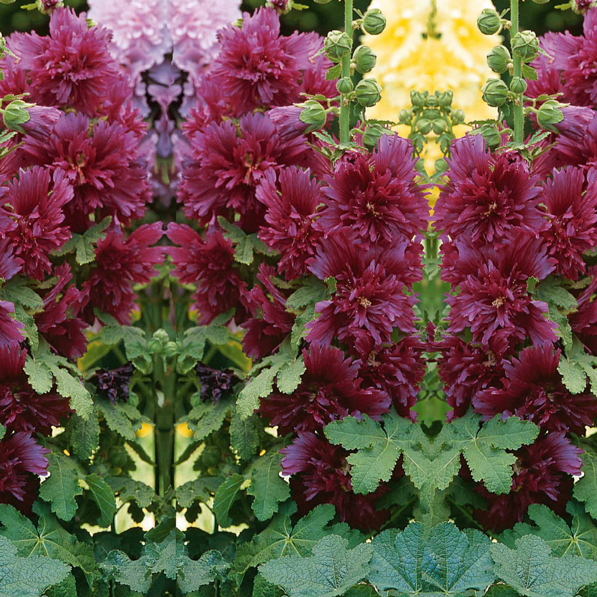 Stokroos - paars - Alcea rosea annua spring celebrities purple - Bakker