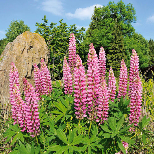 Lupine (x3) - Lupinus russell pink - Tuinplanten