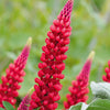 Lupine 'Russell Red' (x3) - Lupinus russell red
