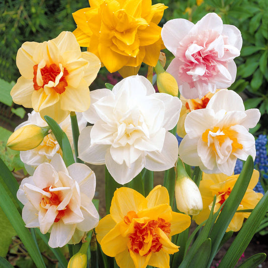 Dubbele Narcissen 'Flower Parade' (x10) - Bakker