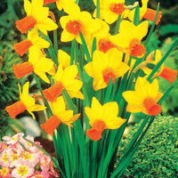 Narcis Jet Fire (x5) - Narcissus jet fire - Bloembollen