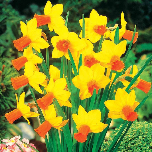 Narcis Jet Fire (x5) - Bakker