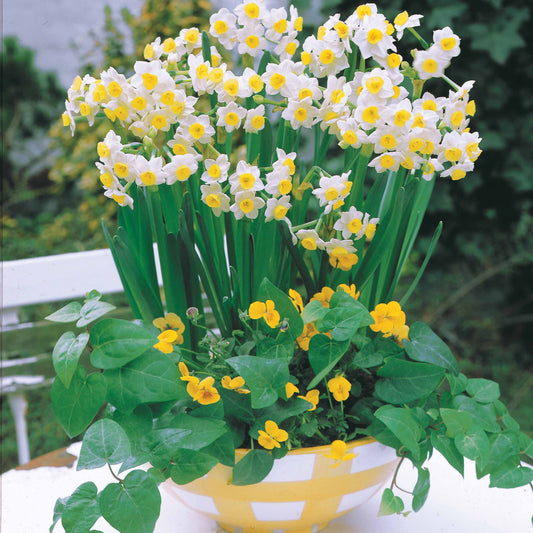 Narcis Minnow - Narcissus tazetta minnow - Bloembollen