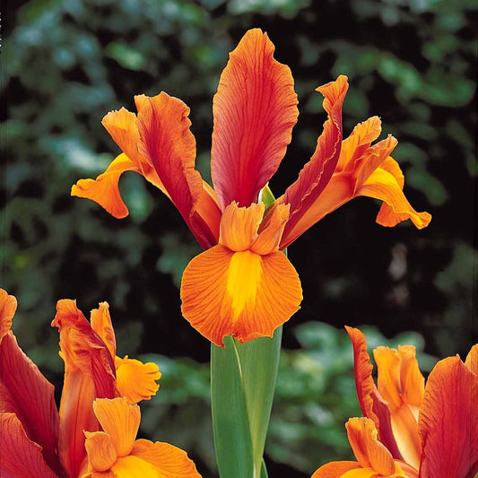 Iris 'Bronze Perfection' (x10) - Iris hollandica bronze perfection - Bloembollen