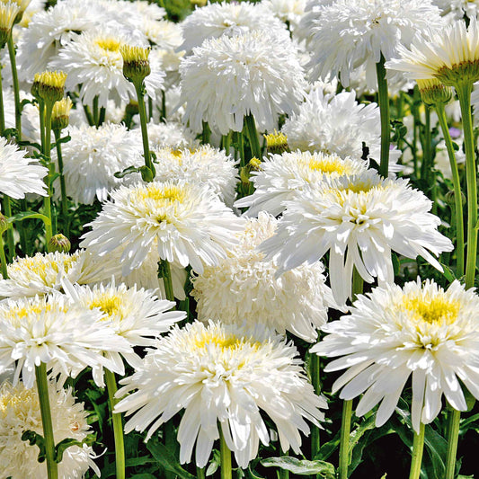 Dubbele margriet 'Fiona Goghill' (x3) - Leucanthemum fiona goghill - Heesters en vaste planten