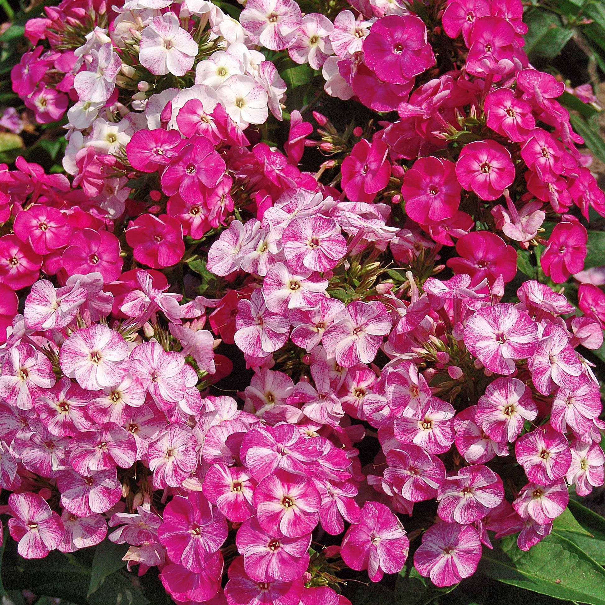 Vlambloem (x3) - Phlox paniculata pot pourri - Tuinplanten