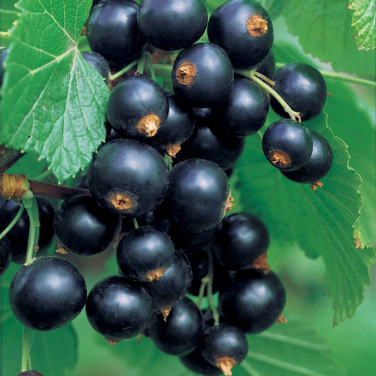 Zwarte bes op stam - Ribes nigrum - Fruit