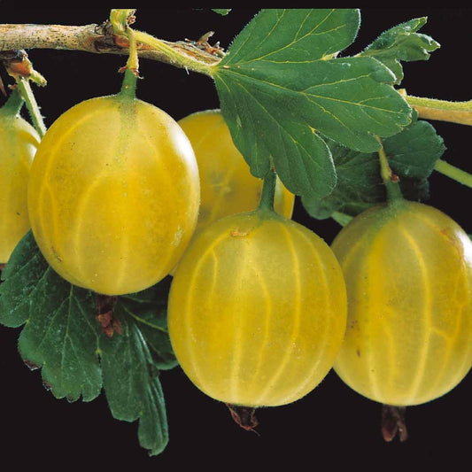 Witte kruisbes op stam - Bakker