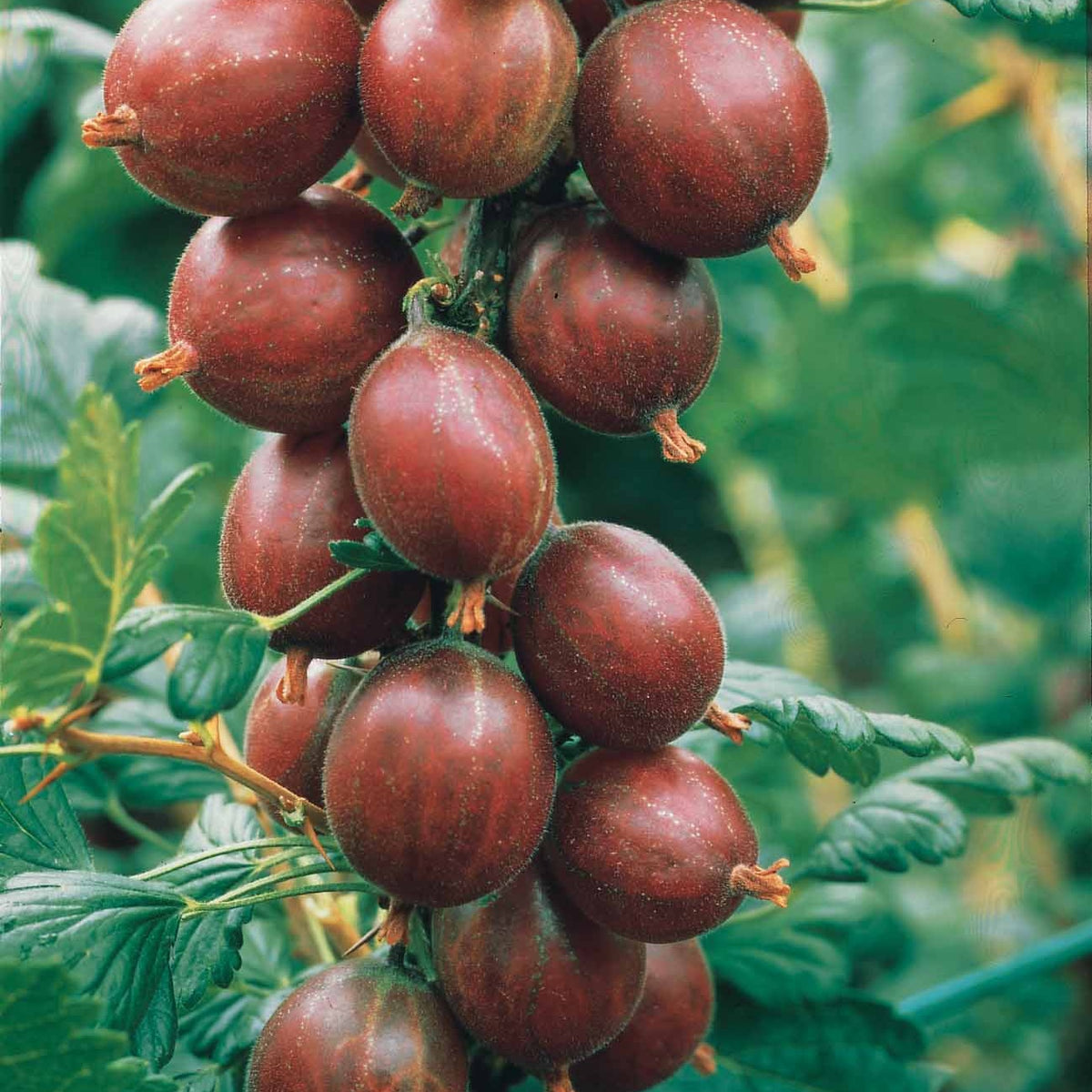Rode bes - Rode kruisbes op stam - Ribes uva-crispa Hinnonmäki Röd