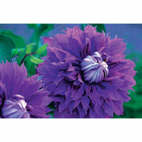 Bosrank Diamantina - Clematis diamantina evipo 039 - Tuinplanten