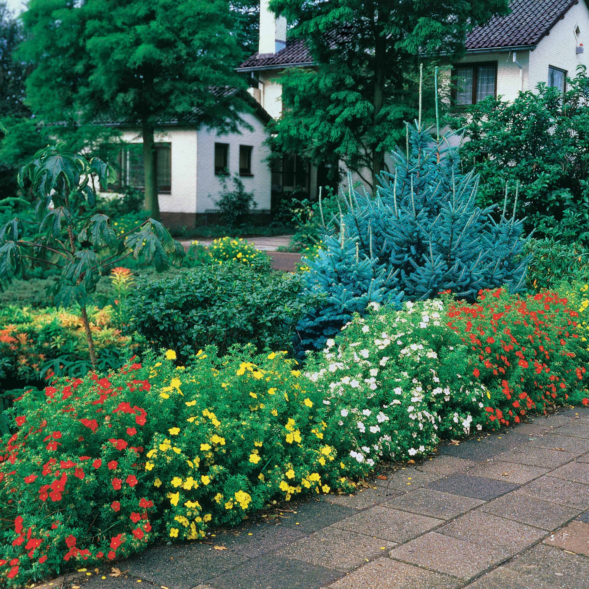 Ganzerik Mix - oranje + geel + wit - 1,5 meter haag (x3) - Potentilla ‘hopley’s’ orange, goldfinger jaune, ‘a - Heesters