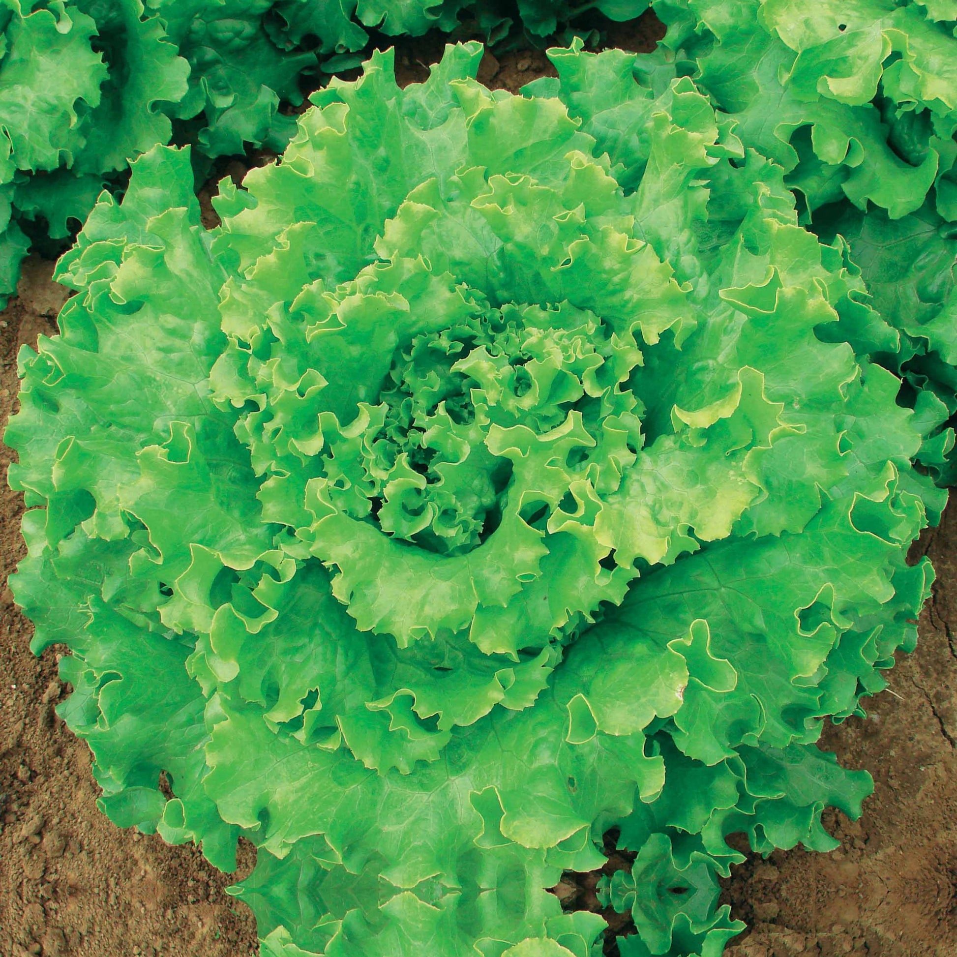 Lactuca sativa capitata florine - IJsbergsla 'Florine' - Slazaden