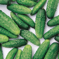 Komkommer 'Regal F1' - Cucumis sativus regal - Moestuin