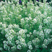 Schildzaad - Alyssum maritimum - Moestuin