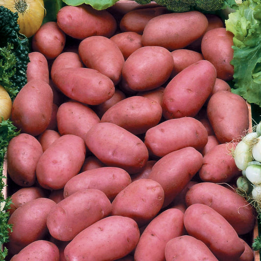 Aardappel 'Rosabelle' - Bakker