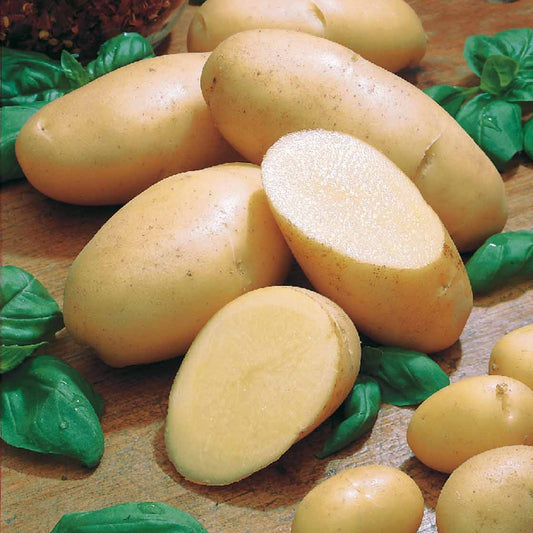 Aardappel 'Belle de Fontenay' - Bakker