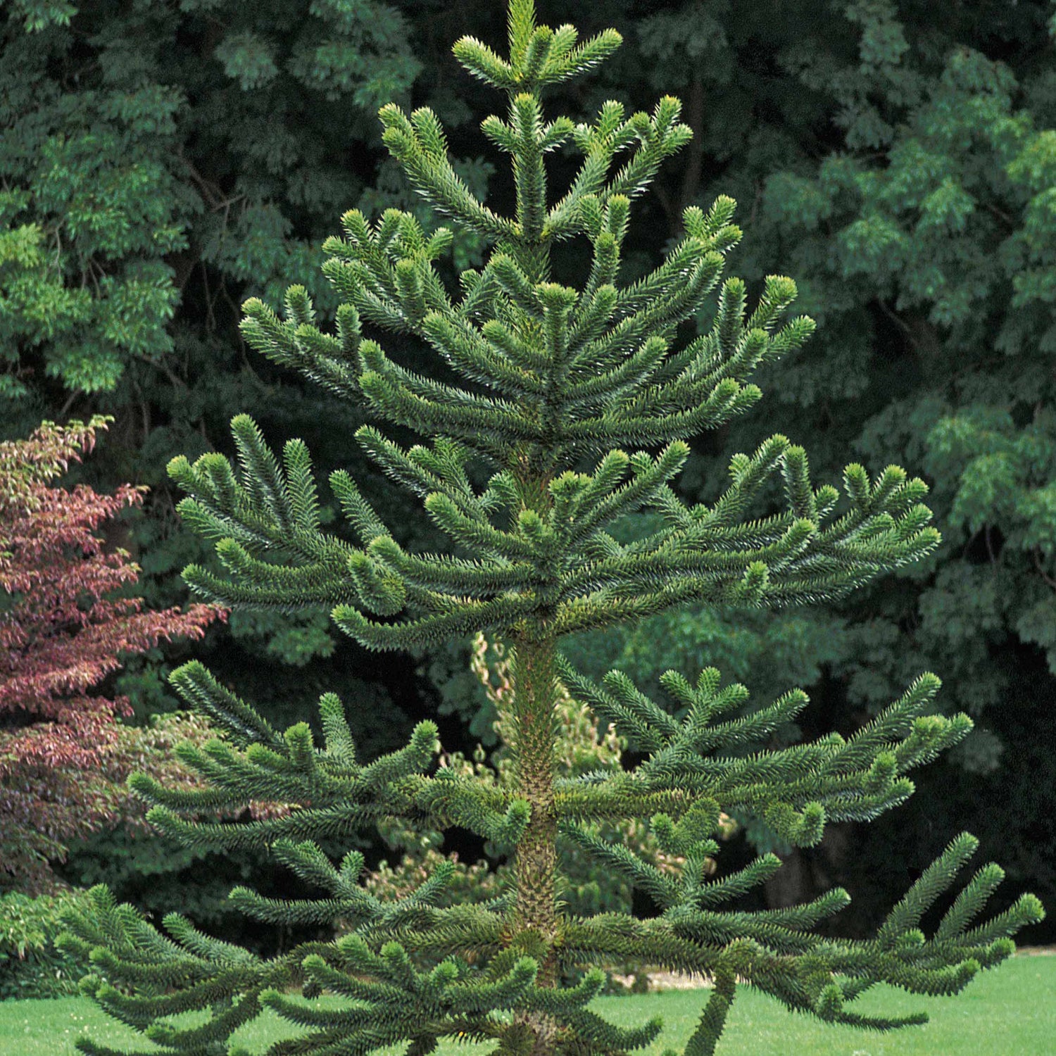 Slangenden (Araucaria) - Araucaria