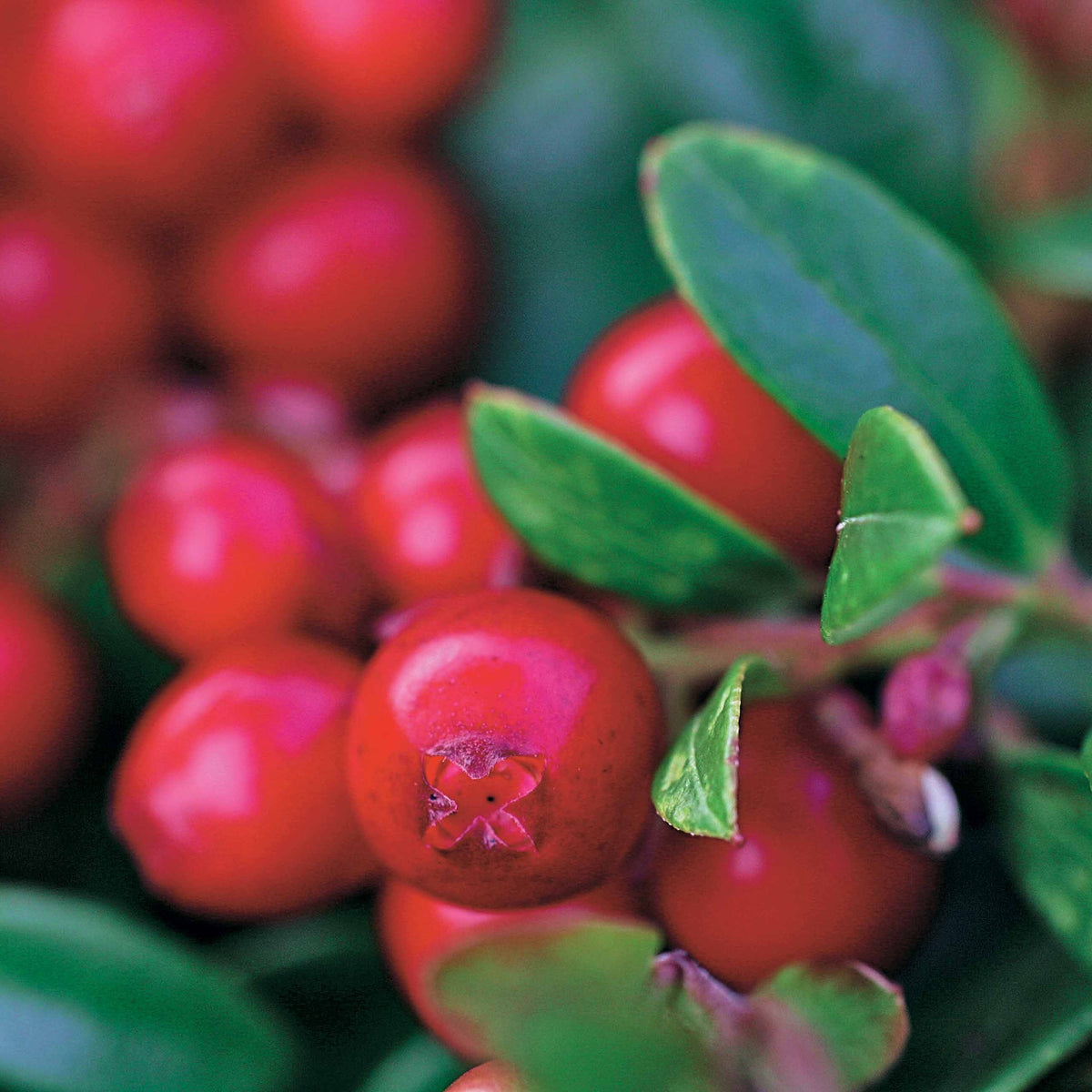 Vaccinium vitis idaea miss cherry ® (meliro) - Vossenbes 'Miss Cherry'® - Blauwe bes