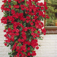 Klimroos - rood - Rosa - Plantsoort