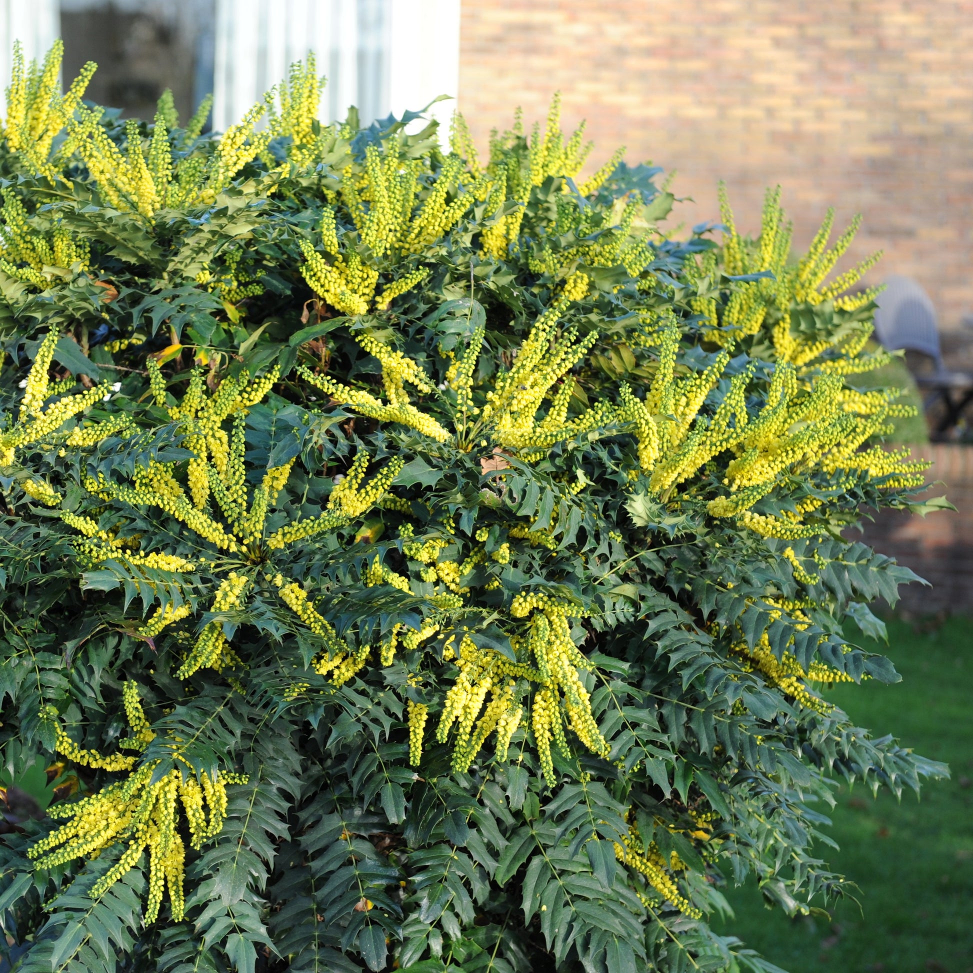 Mahoniestruik 'Charity' - Mahonia media Charity - Plant eigenschap