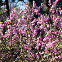 Peperboom - Daphne mezereum rubra