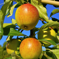 Appelboom 'Cox's Orange' - Malus domestica cox's orange pippin - Fruit