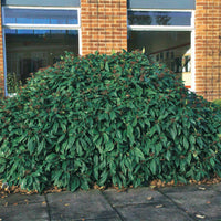 Sneeuwbal - Viburnum davidii - Heesters en vaste planten