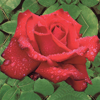 Grootbloemige roos 'Grande Amore' - Rosa Grande Amore ®