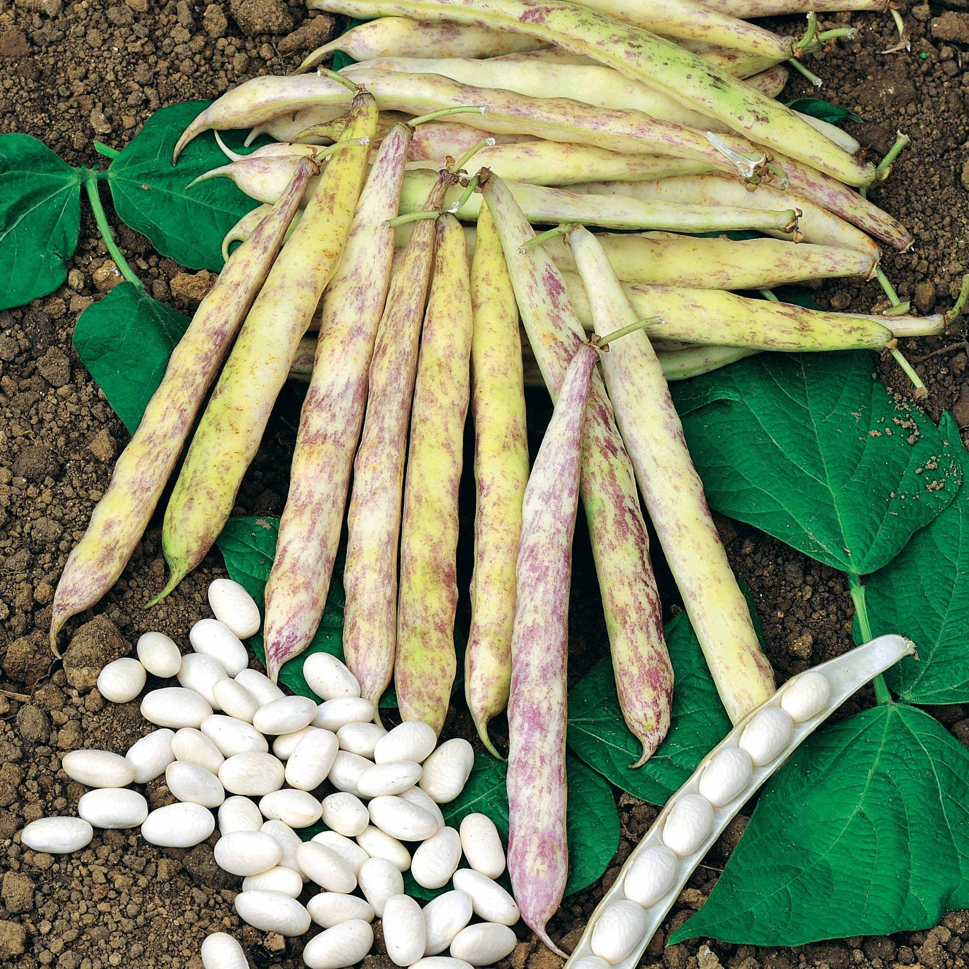 Droogboon 'Cocagne' - Phaseolus vulgaris cocagne - Moestuin