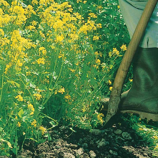 Witte mosterd - Bakker