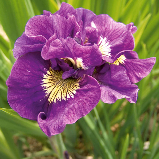 Siberische Iris Dubbele Standaard (x2) - Iris sibirica double standard - Vijvers