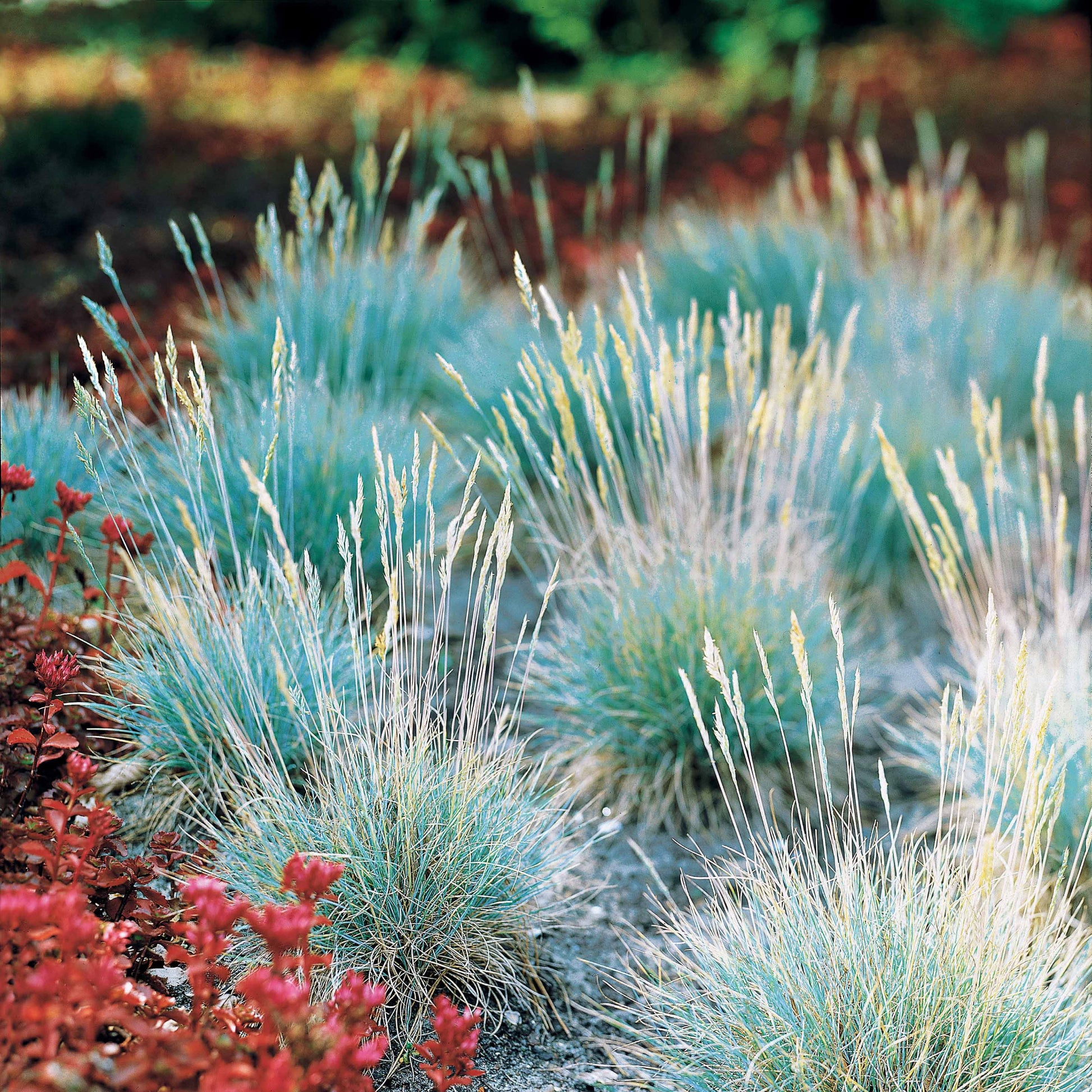 Festuca glauca Elijah Blue - Blauw schapegras Elijah - Schapenvenkel
