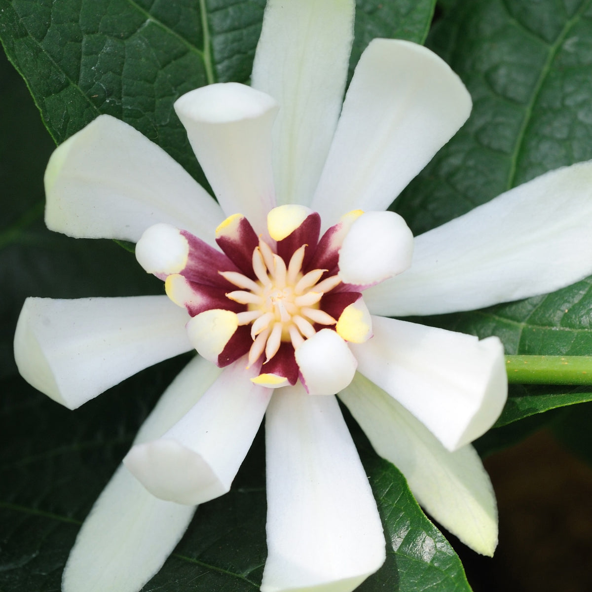 Specerijstruik 'Venus' - Sinocalycanthus venus - Bakker