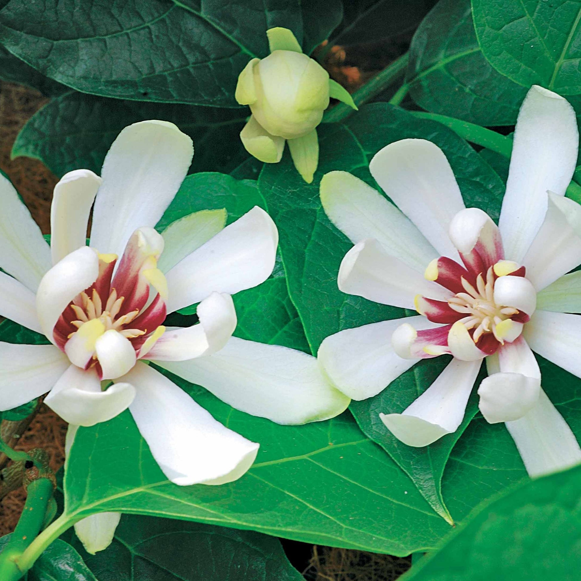 Specerijstruik 'Venus' - Sinocalycanthus venus - Heesters en vaste planten