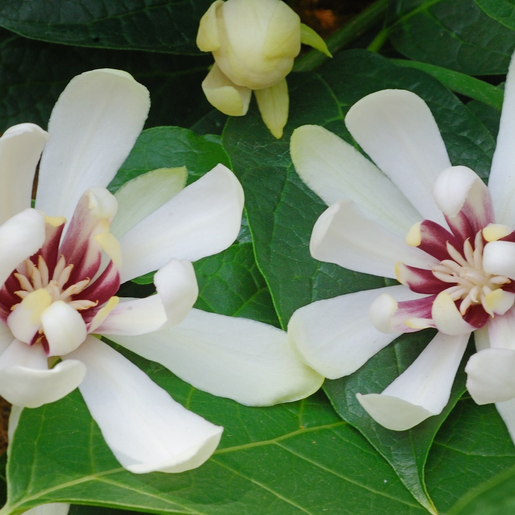 Specerijstruik 'Venus' - Sinocalycanthus venus - Heesters