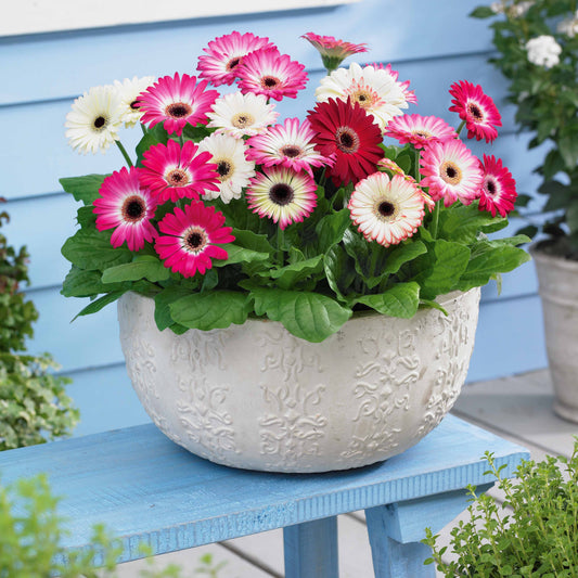 Gerbera 'Sophisticated' (x4) - Gerbera sophisticated - Terras- en balkonplanten