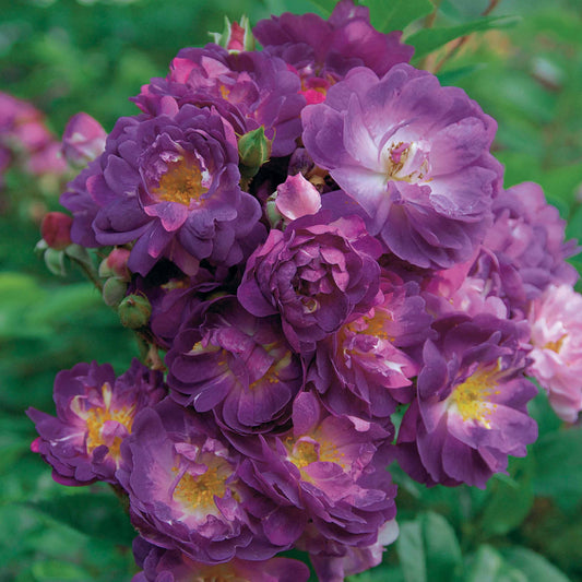 Stamroos Blue Violet - Rosa veilchenblau