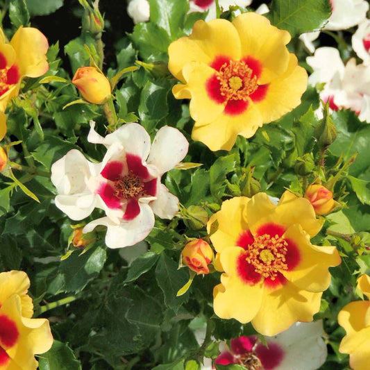 Roos 'Babylon Eyes'® Cream - Bakker