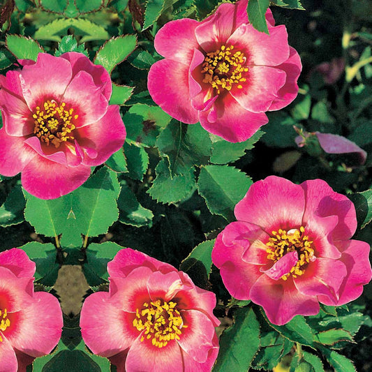 Roos Babylon Eyes ® Queen Interybabeucq COV - Bakker