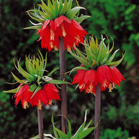 Keizerskroon Rubra - Fritillaria imperialis rubra - Voorjaarsbloeiers