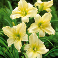 Daglelie (x2) - Hemerocallis ice carnival - Tuinplanten