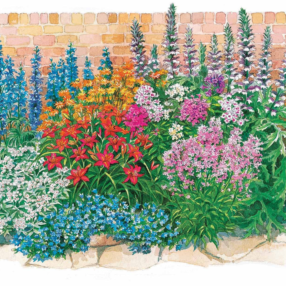 Bloeiende vaste planten borderpakket - ca. 2 m² - Acanthus mollis, Heliopsis scabra, Aconitum napellus, Phlox paniculata, Hemrocallis Samy Russel,  Lychnis viscaria, Anaphalis triplinervis, Campanula carpatica - Bakker